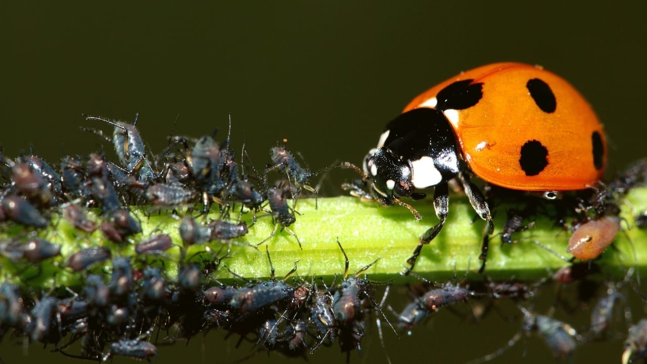 Hidden Behind the Spots: Ladybugs Have a Killer Secret 3 Hidden Behind the Spots: Ladybugs Have a Killer Secret - ladybug s2101546759