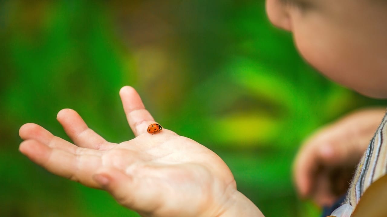 Hidden Behind the Spots: Ladybugs Have a Killer Secret 2 Hidden Behind the Spots: Ladybugs Have a Killer Secret - ladybug s668084620