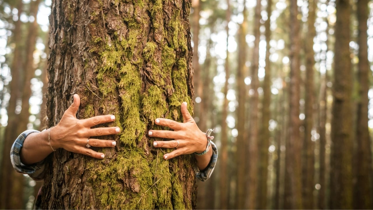 Nature's Capacity Crisis: The Overcrowding of America's Outdoor Spaces 5 Nature's Capacity Crisis: The Overcrowding of America's Outdoor Spaces - nature tree s1481786819