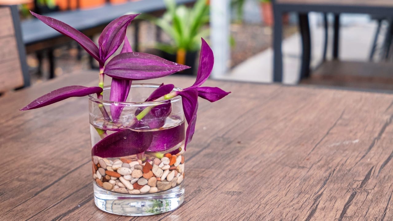 Spiderwort / Lilac Tradescantia: Plant Care Guide (Collection Favorite) 6 Spiderwort / Lilac Tradescantia: Plant Care Guide (Collection Favorite) - wandering jew plant s1997667131