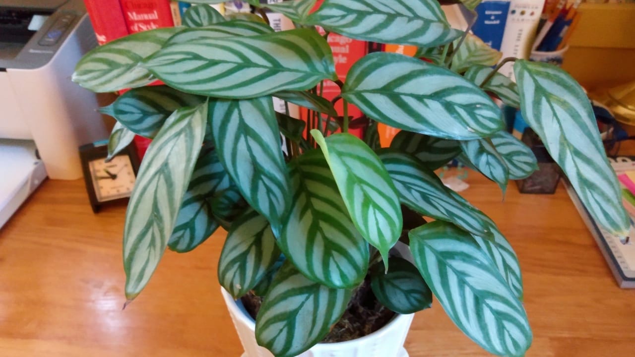 Complete Care Guide for Never Never Plant / Ctenanthe setosa 3 Ctenanthe setosa in white pot