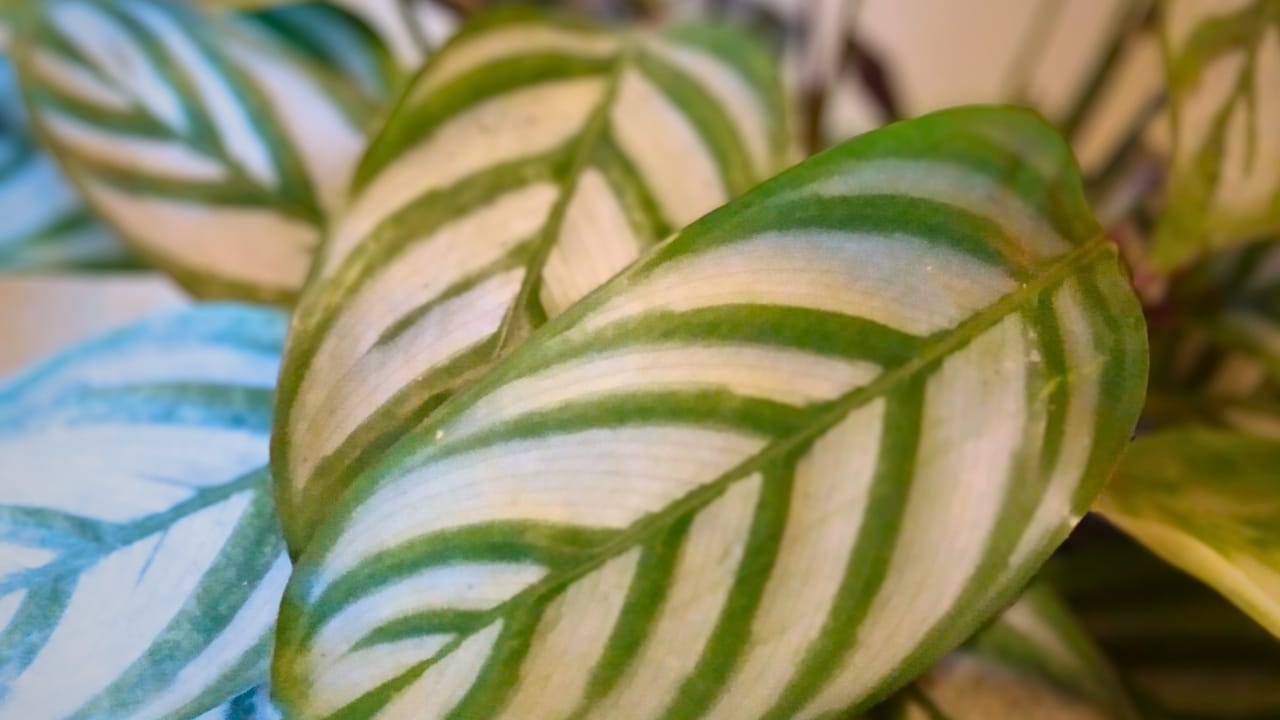 Complete Care Guide for Never Never Plant / Ctenanthe setosa 4 Complete Care Guide for Never Never Plant / Ctenanthe setosa - never never plant on bed 4