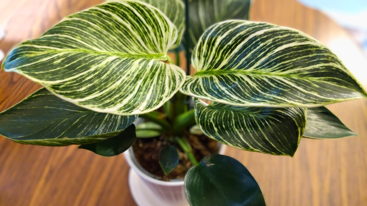 Birkin Philodendron (Philodendron 'Birkin') Plant Care Guide 3 Birkin Philodendron (Philodendron 'Birkin') Plant Care Guide - Birkin Philodendron 2