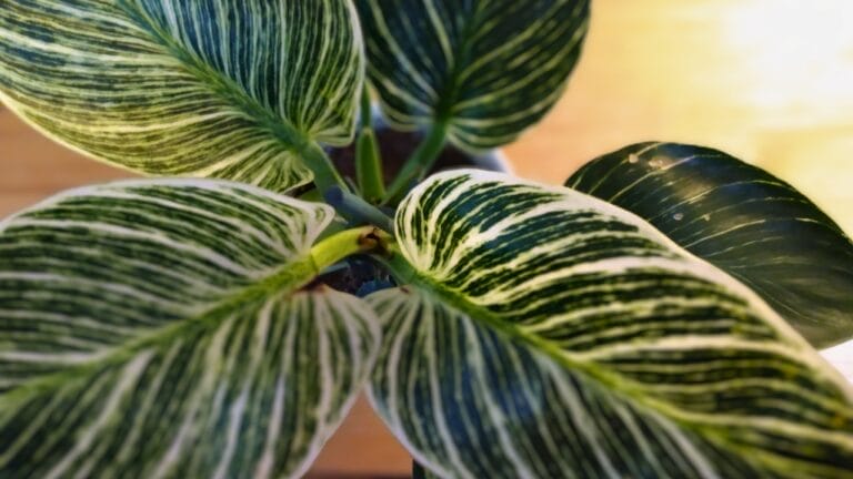 Birkin Philodendron (Philodendron 'Birkin') Plant Care Guide 9 Birkin Philodendron plant closeup photo