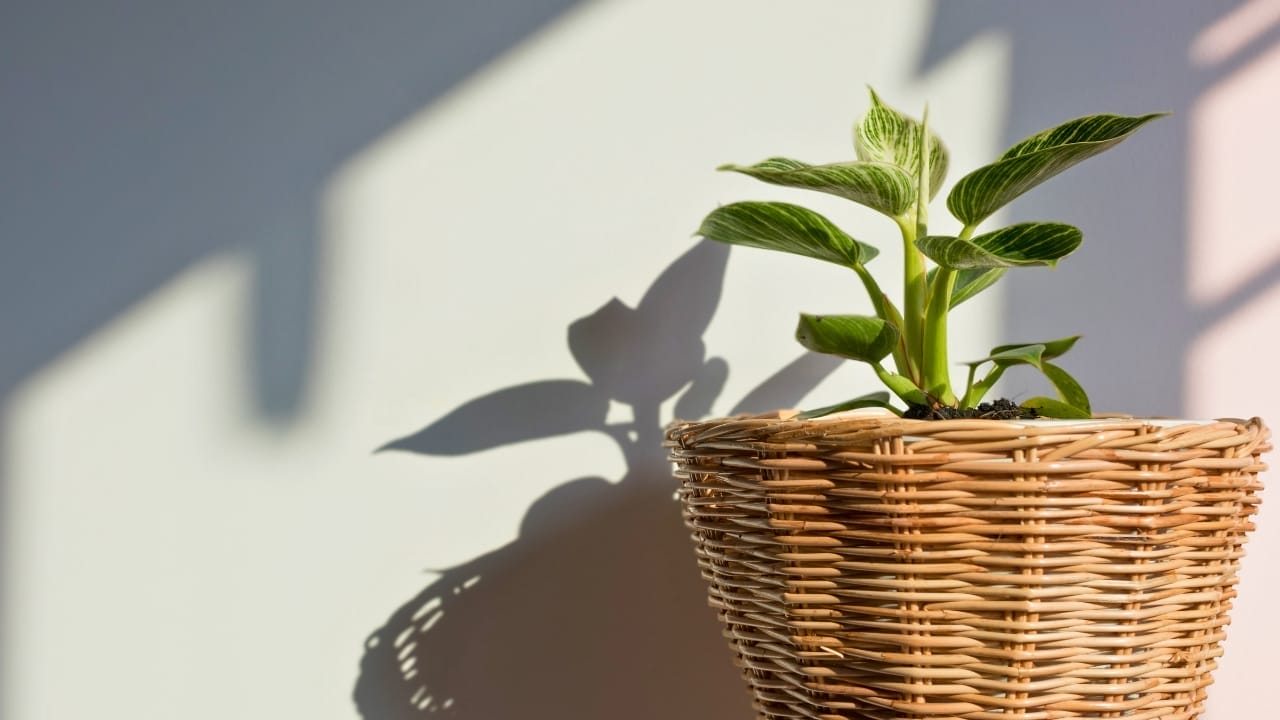 Birkin Philodendron (Philodendron 'Birkin') Plant Care Guide 4 Birkin Philodendron (Philodendron 'Birkin') Plant Care Guide - Birkin Philodendron s1923440147