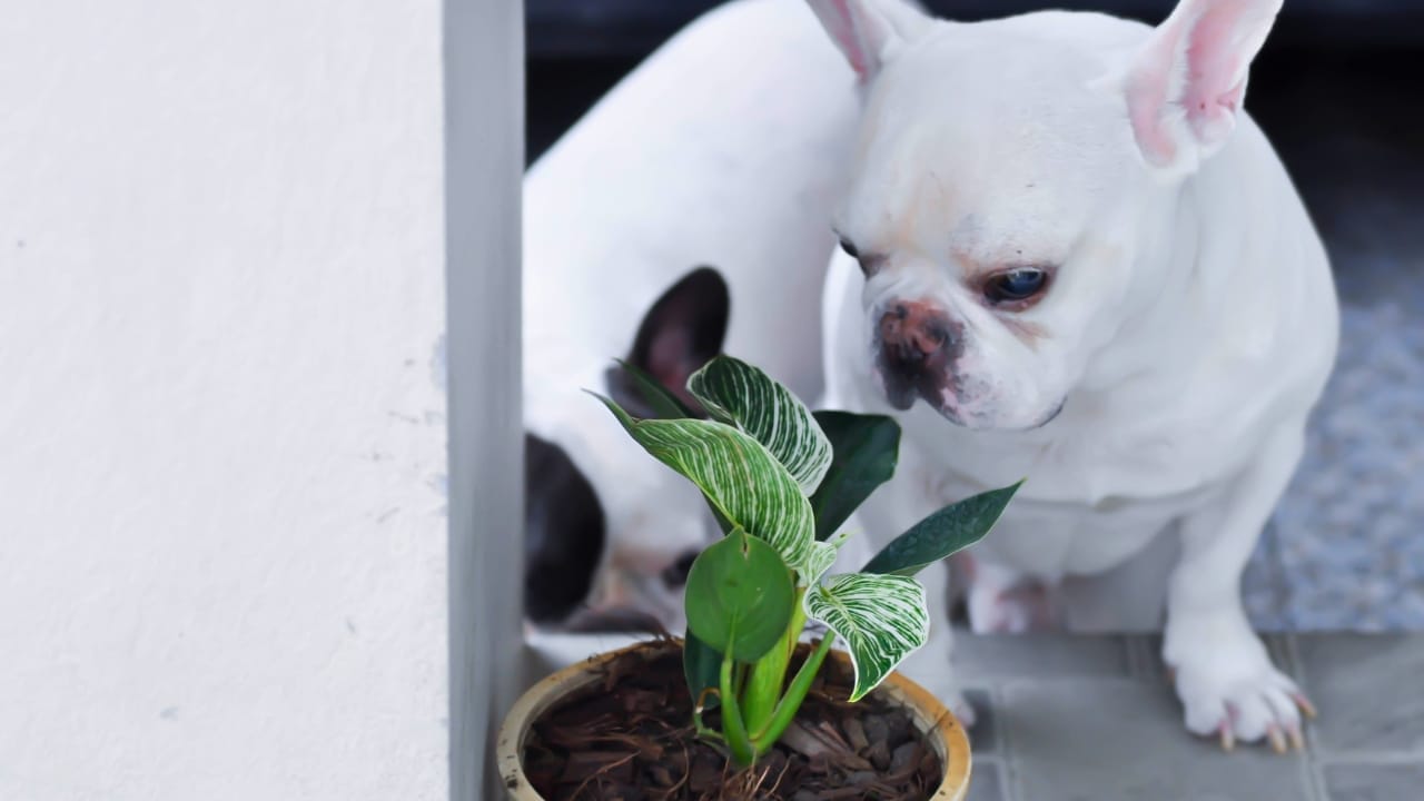 Birkin Philodendron (Philodendron 'Birkin') Plant Care Guide 8 Birkin Philodendron (Philodendron 'Birkin') Plant Care Guide - Birkin Philodendron s1967083522