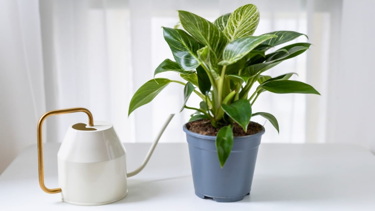 Birkin Philodendron (Philodendron 'Birkin') Plant Care Guide 6 Birkin Philodendron (Philodendron 'Birkin') Plant Care Guide - Birkin Philodendron s2136416585