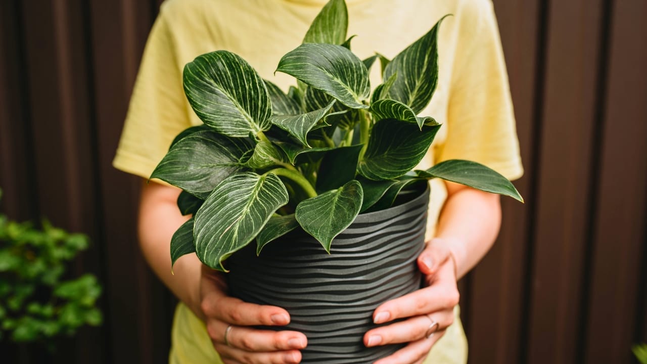 Birkin Philodendron (Philodendron 'Birkin') Plant Care Guide 5 Birkin Philodendron (Philodendron 'Birkin') Plant Care Guide - Birkin Philodendron s2162714827