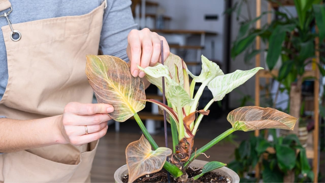 Birkin Philodendron (Philodendron 'Birkin') Plant Care Guide 7 Birkin Philodendron (Philodendron 'Birkin') Plant Care Guide - Birkin Philodendron s2255234647