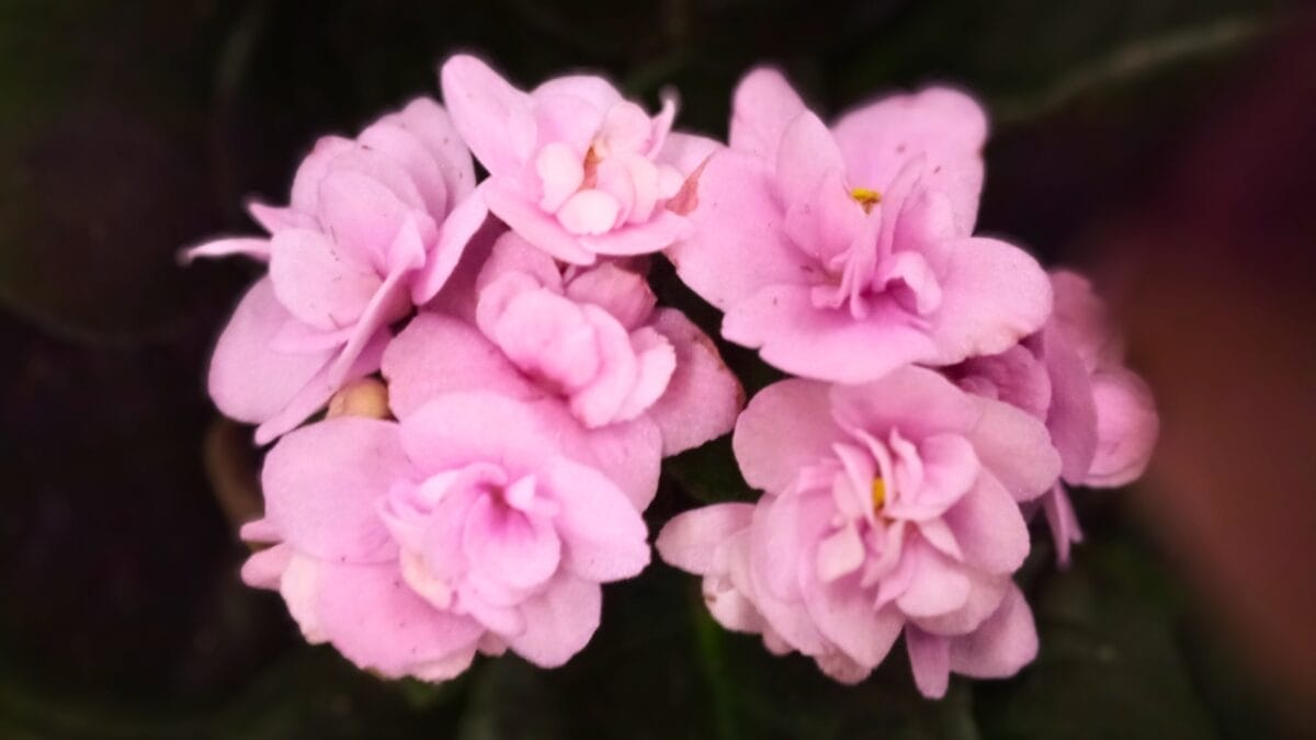 Grow & Care for African Violets Like a Pro 4 Grow & Care for African Violets Like a Pro - African violets Streptocarpus sect. Saintpaulia