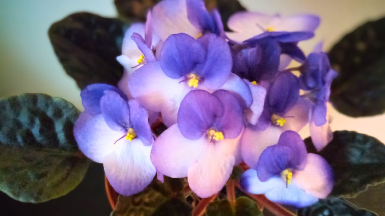 Grow & Care for African Violets Like a Pro 5 Grow & Care for African Violets Like a Pro - African violets Streptocarpus sect. Saintpaulia 2