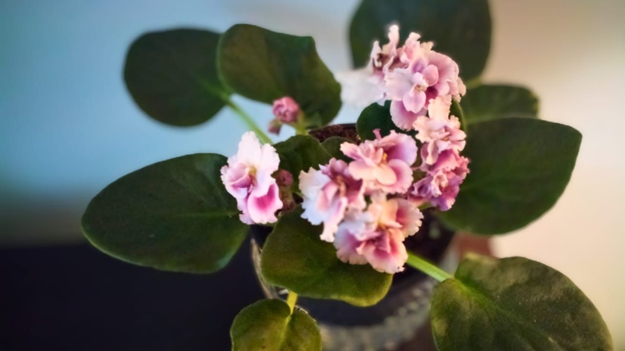 Grow & Care for African Violets Like a Pro 3 Grow & Care for African Violets Like a Pro - African violets Streptocarpus sect. Saintpaulia ss1916716181 2