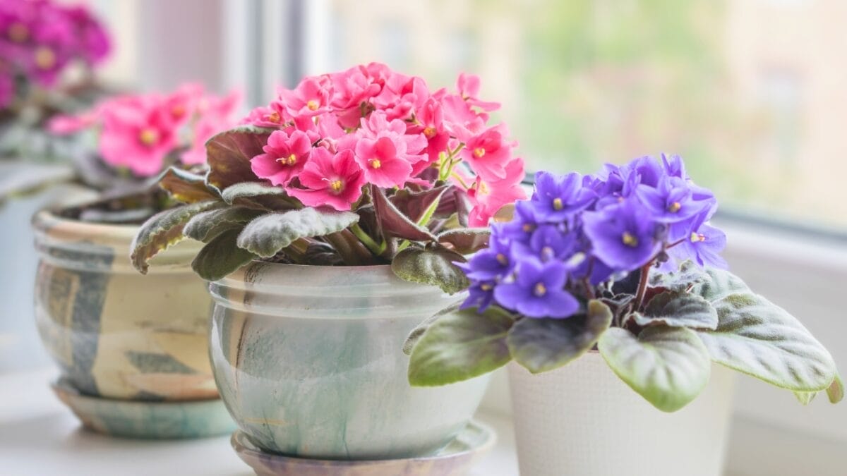 12 Houseplants That Actually Prefer Staying Pot-Bound - African violets plants