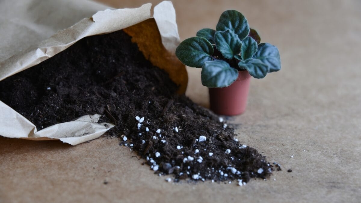 Grow & Care for African Violets Like a Pro 8 Grow & Care for African Violets Like a Pro - African violets plants ss2039796401