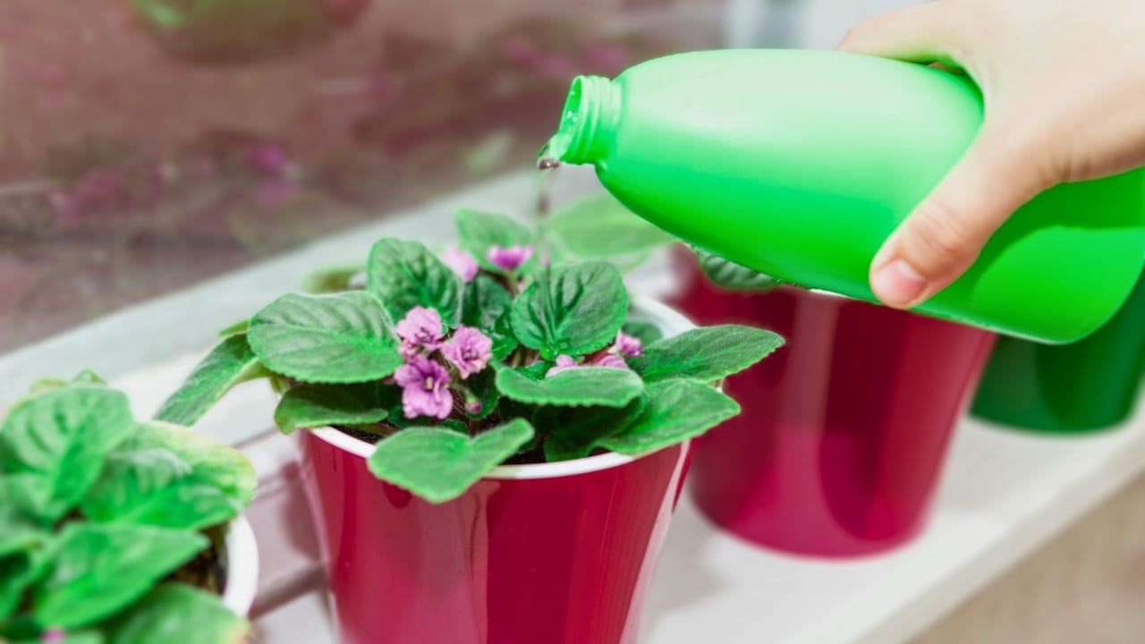 Grow & Care for African Violets Like a Pro 7 Grow & Care for African Violets Like a Pro - African violets plants ss2044582718