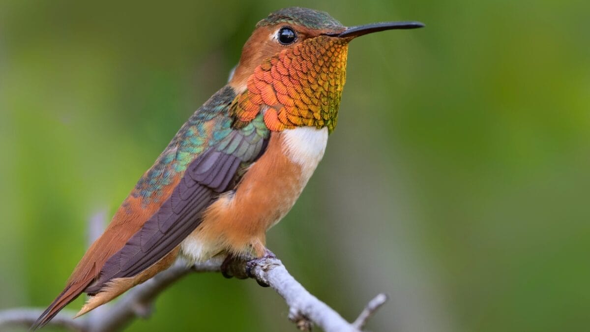 U.S. Hummingbird Decline: 7 Species Lose 67% of Population Since 1970 3 U.S. Hummingbird Decline: 7 Species Lose 67% of Population Since 1970 - Allens Hummingbird ss1366697327