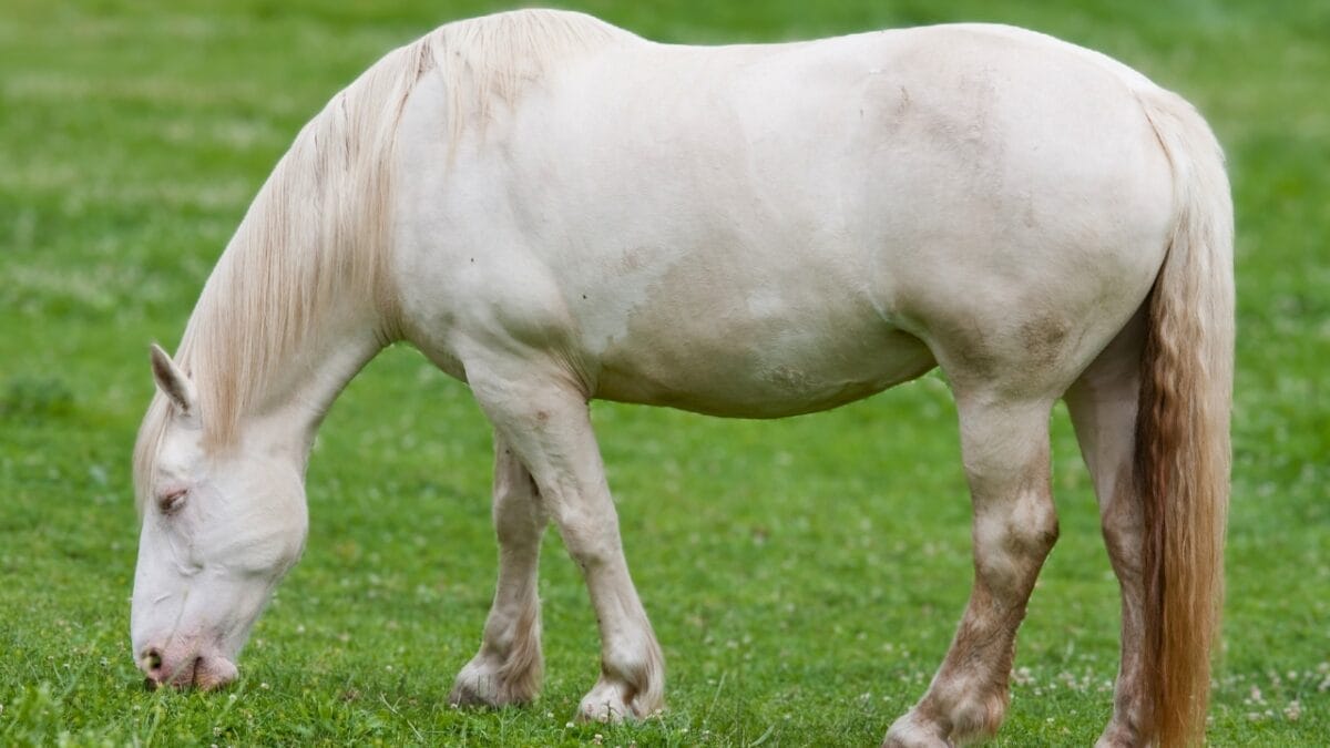 A Closer Look at Horse Colors: From Uncommon Shades to Everyday Favorites - American Cream Draft horse ss105384800
