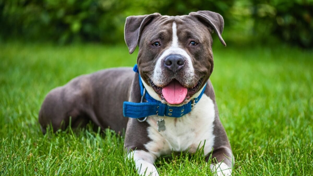 13 Dog Breeds Facing Bans & Restrictions Worldwide 8 13 Dog Breeds Facing Bans & Restrictions Worldwide - American Staffordshire Terrier ss2219586551