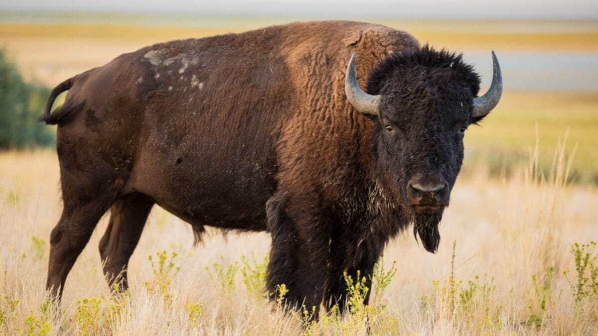 The 15 Most Dangerous Animals in North America 3 The 15 Most Dangerous Animals in North America - American Bison ss474819700