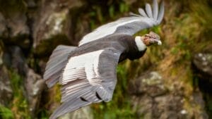 The World's 11 Largest Flying Birds: Majestic, Endangered & Making a Comeback 1 The World's 11 Largest Flying Birds: Majestic, Endangered & Making a Comeback - Andean condor ss1669479184