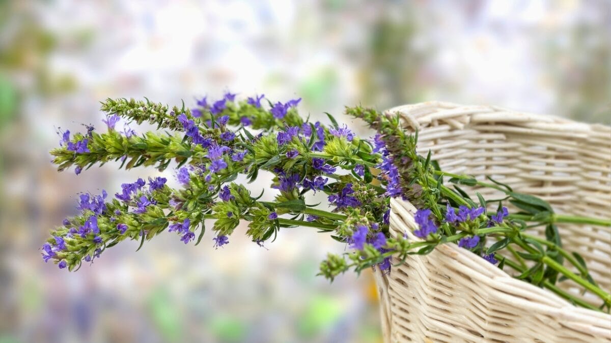 22 Perennial Herbs to Plant Now & Enjoy Forever 11 22 Perennial Herbs to Plant Now & Enjoy Forever - Anise Hyssop ss1143897269