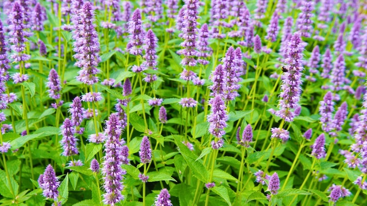 15 Plants That Keep Weeds Out & Pollinators In - Anise Hyssop ss1455629018