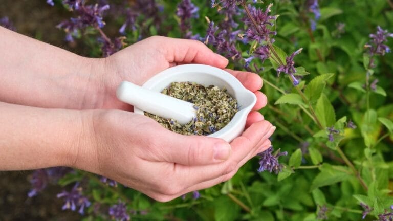 A Promising Herb for Respiratory Health & Other Medicinal Uses: Anise Hyssop 8 A Promising Herb for Respiratory Health & Other Medicinal Uses: Anise Hyssop - Anise Hyssop ss1526625569