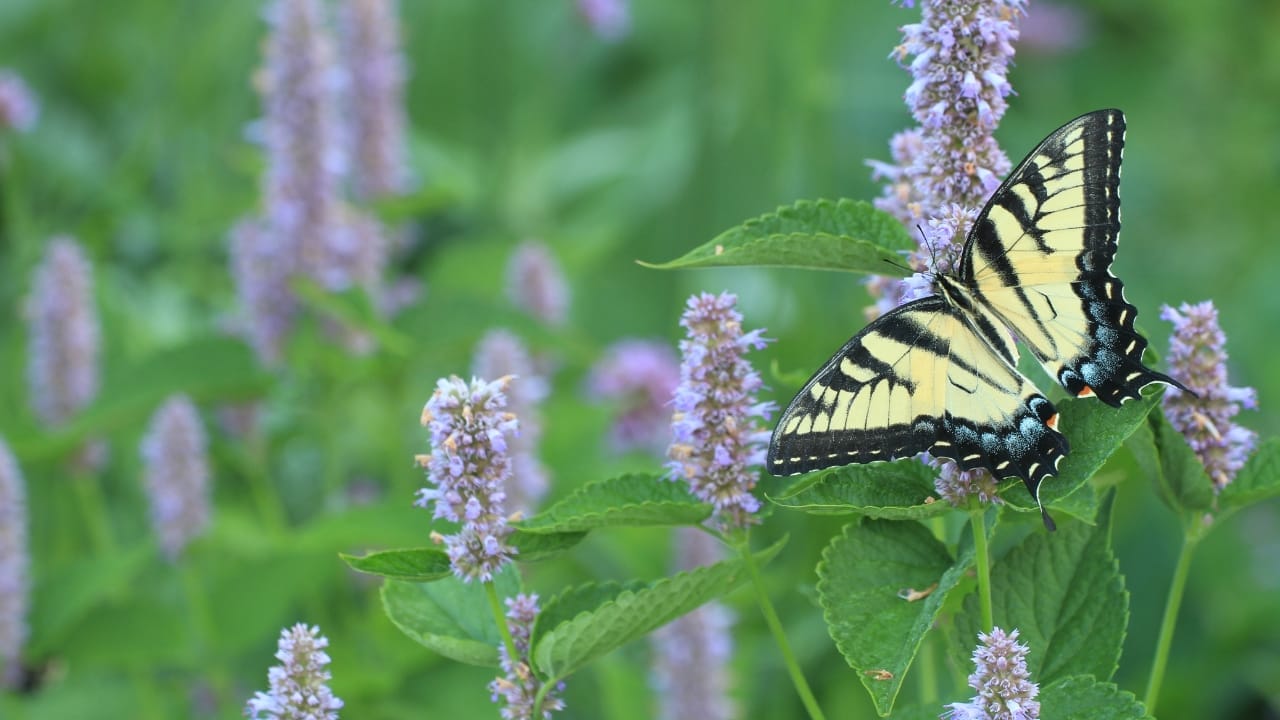 Anise Hyssop: A Fragrant & Versatile Herb for Every Garden 2 Anise Hyssop: A Fragrant & Versatile Herb for Every Garden - Anise Hyssop ss1638248110