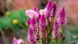 Anise Hyssop: A Fragrant & Versatile Herb for Every Garden 1 Anise Hyssop: A Fragrant & Versatile Herb for Every Garden - Anise Hyssop ss2068939253