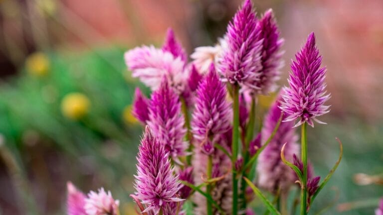 16 Native Plants That Beat the Heat & Drought 7 16 Native Plants That Beat the Heat & Drought - Anise Hyssop ss2068939253