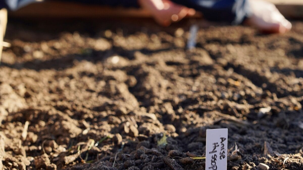 Anise Hyssop: A Fragrant & Versatile Herb for Every Garden 4 Anise Hyssop: A Fragrant & Versatile Herb for Every Garden - Anise Hyssop ss2280973867