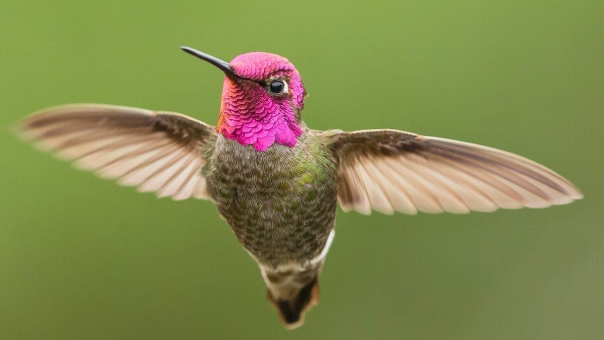 10 U.S. Hummingbirds & Where to Spot Them 4 10 U.S. Hummingbirds & Where to Spot Them - Annas Hummingbird ss392807101