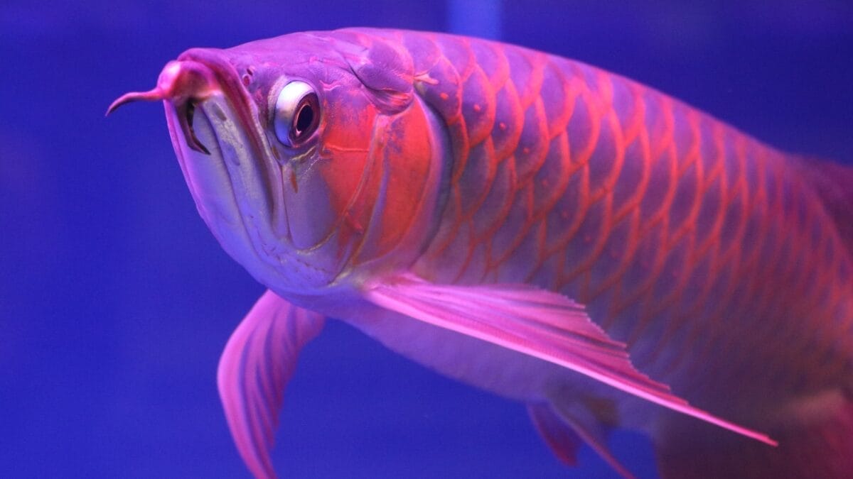 15 Bizarre & Unique Fish from Around the World 3 15 Bizarre & Unique Fish from Around the World - Arowana ss1855485721