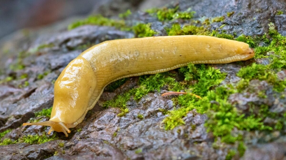 9 Animals That Can Remarkably Change Their Gender 8 9 Animals That Can Remarkably Change Their Gender - Banana Slug ss2334278335