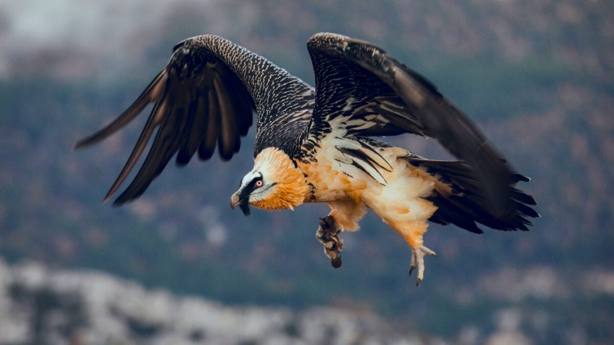 14 of the Toughest Animals on Earth: The Ultimate Survivors 14 14 of the Toughest Animals on Earth: The Ultimate Survivors - Bearded Vulture ss1689919297
