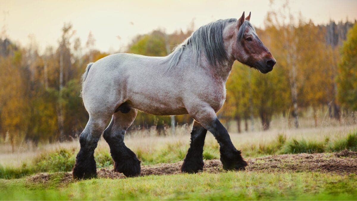 8 Largest Horse Breeds in the World 4 8 Largest Horse Breeds in the World - Belgian Draft horse ss758125339