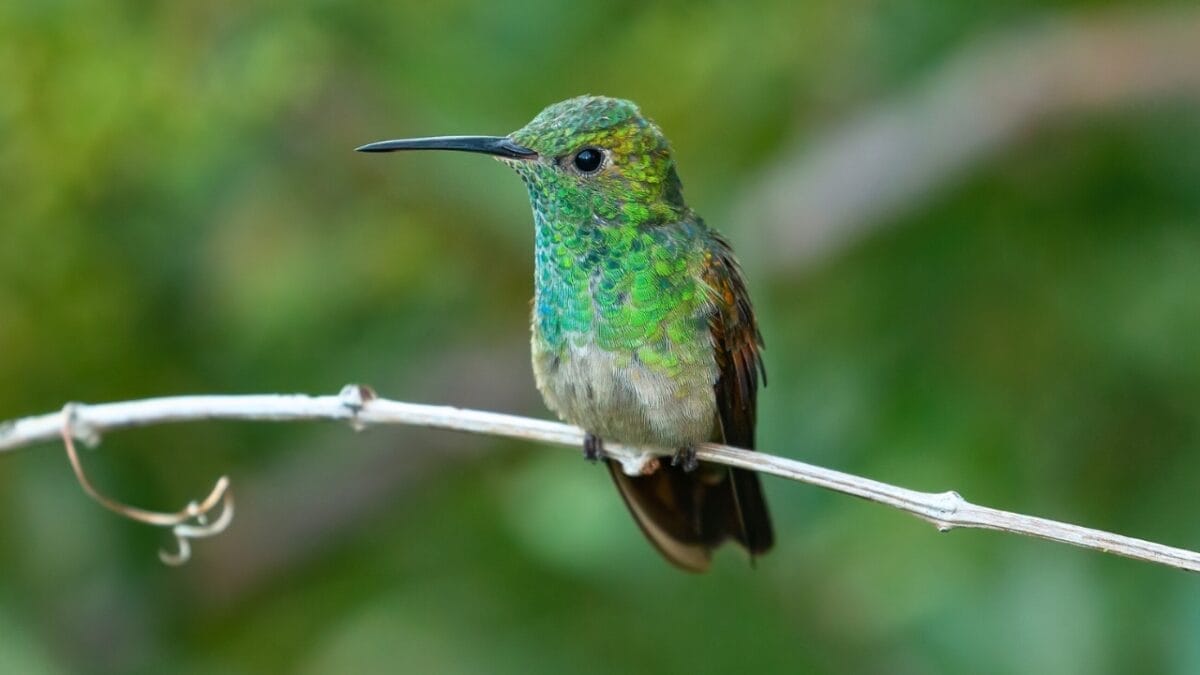 16 Enchanting Types of Hummingbirds Found in U.S. 16 16 Enchanting Types of Hummingbirds Found in U.S. - Berylline Hummingbird ss1952371894