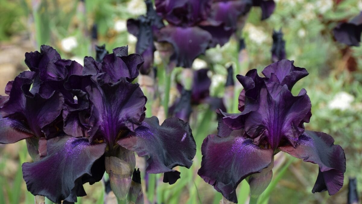 15 Perennials to Divide & Transplant This November for a Fuller Spring Garden 5 15 Perennials to Divide & Transplant This November for a Fuller Spring Garden - Black Bearded Iris ss2312315335