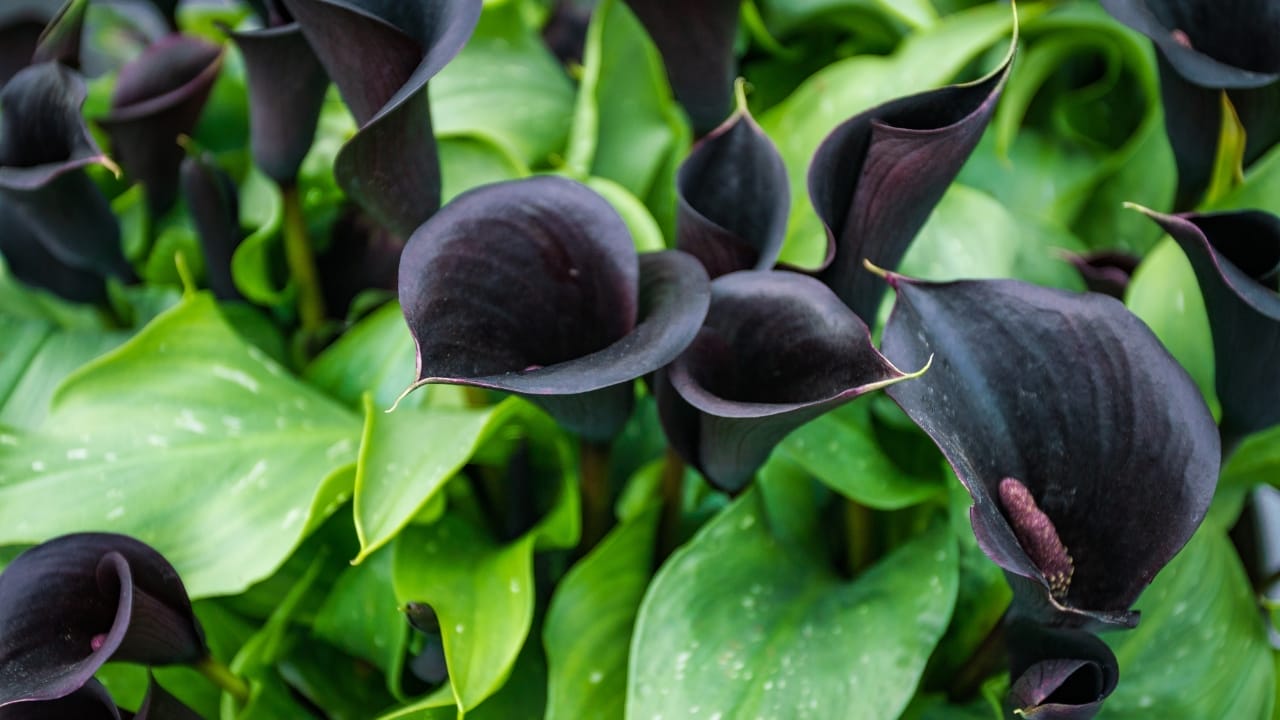 15 Striking Naturally Black Flowers to Add Mystery & Drama 10 Black Calla Lily