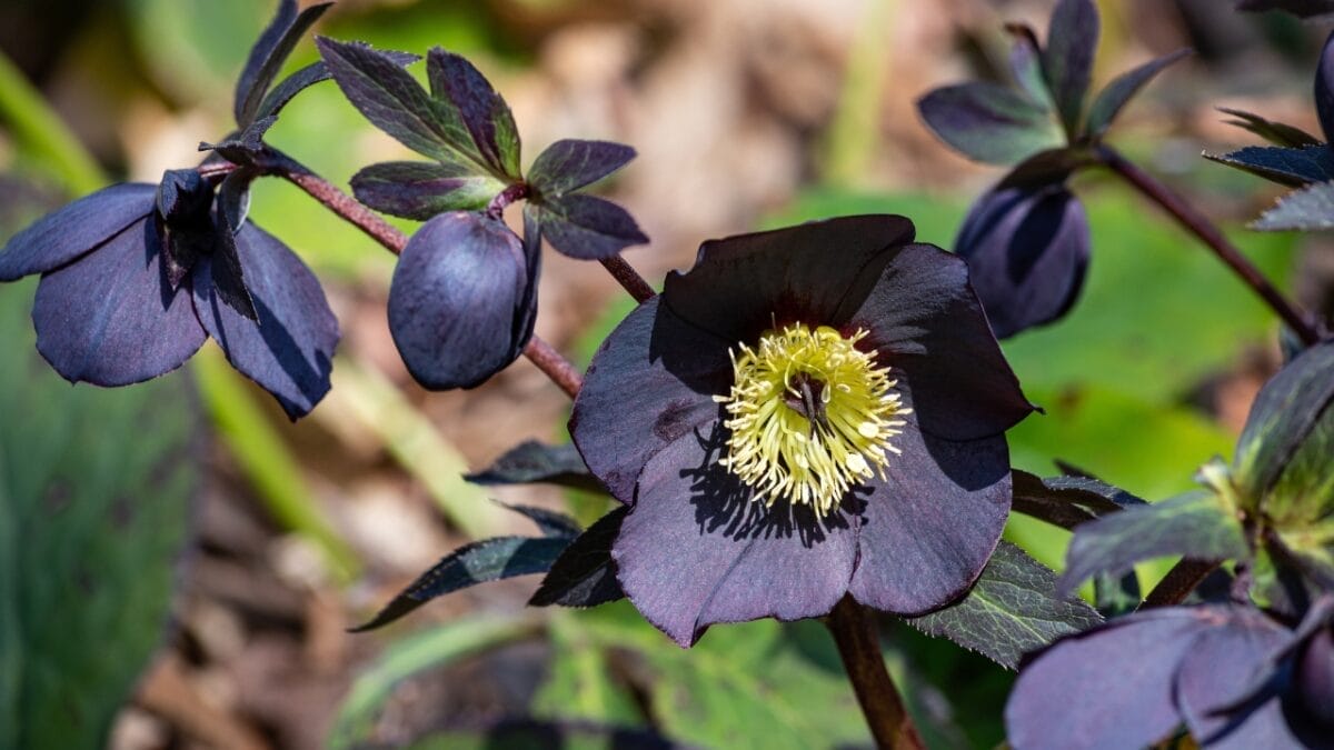 7 Deadly Plants That Changed Warfare With Poison and Fear 5 7 Deadly Plants That Changed Warfare With Poison and Fear - Black Hellebore ss2286294273