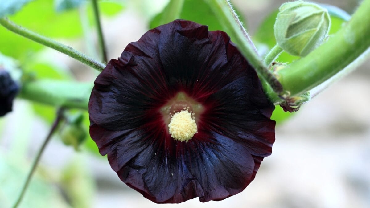 Hauntingly Beautiful: 15 Black Plants for the Ultimate Goth Garden 14 Hauntingly Beautiful: 15 Black Plants for the Ultimate Goth Garden - Black Hollyhock ss2222748741