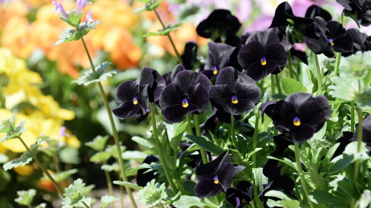 22 Fabulous Flowers to Grow in Container Gardens 19 22 Fabulous Flowers to Grow in Container Gardens - Black Pansy ss1392154505