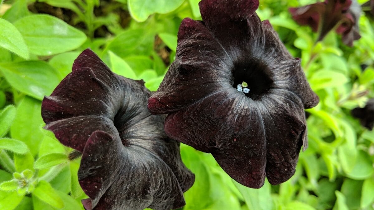 15 Heat Hardy Flowers That Thrive in Scorching Weather 15 15 Heat Hardy Flowers That Thrive in Scorching Weather - Black Petunia ss1397963111