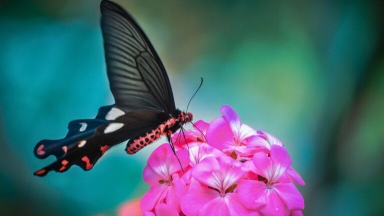 14 Butterfly-Magnet Plants to Turn Your Garden Into a Fluttering Wonderland 3 14 Butterfly-Magnet Plants to Turn Your Garden Into a Fluttering Wonderland - Black buttefly on magenta flower pollen ss366031838