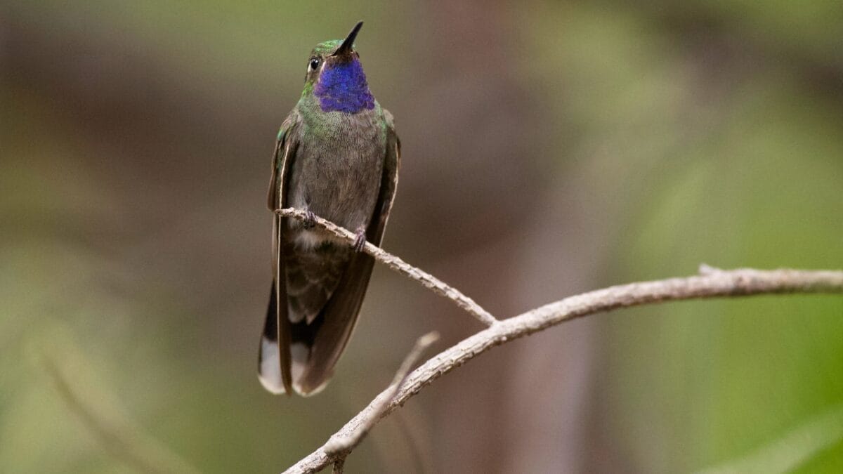 Not Every Blue-Hued Bird Is a Bluebird - Here's How to Tell Them Apart 8 Not Every Blue-Hued Bird Is a Bluebird - Here's How to Tell Them Apart - Blue throated Mountain gem ss1488146087