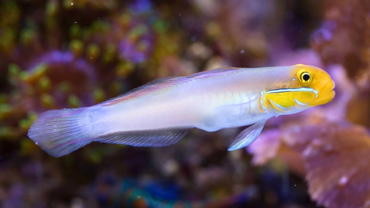9 Animals That Can Remarkably Change Their Gender 5 9 Animals That Can Remarkably Change Their Gender - Blueband goby Valenciennea strigata ss478732786