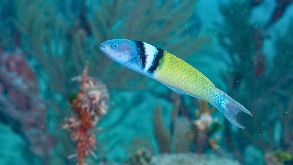 9 Animals That Can Remarkably Change Their Gender 9 9 Animals That Can Remarkably Change Their Gender - Bluehead Wrasses ss2343400531