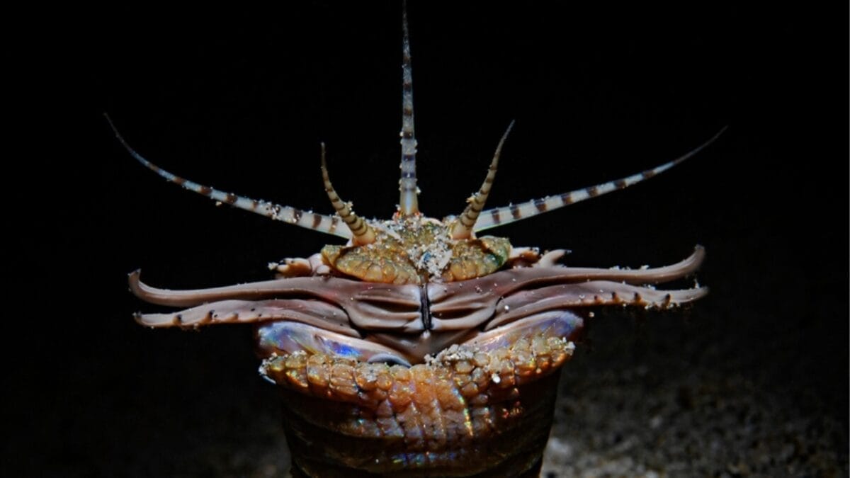 10 Creepy Deep Sea Creatures You Never Knew Existed 10 10 Creepy Deep Sea Creatures You Never Knew Existed - Bobbit Worm at night ss2342288941