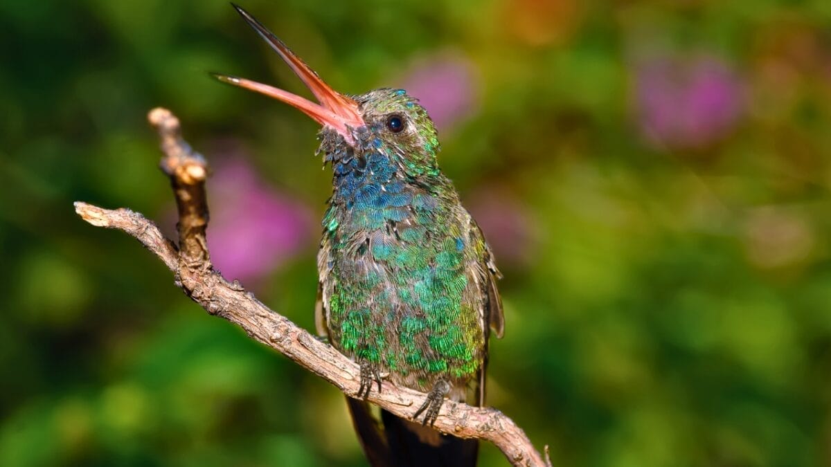 10 Things Scaring Hummingbirds Away From Your Yard 7 10 Things Scaring Hummingbirds Away From Your Yard - Broad billed Hummingbird dp146996835