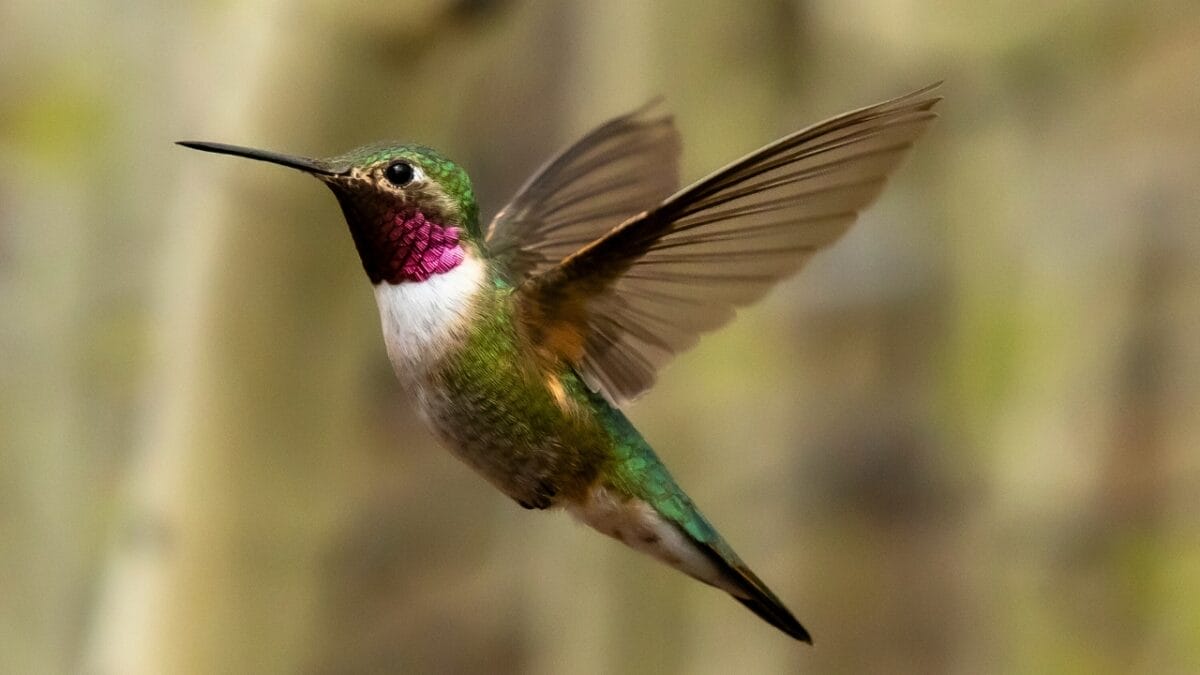 U.S. Hummingbird Decline: 7 Species Lose 67% of Population Since 1970 6 U.S. Hummingbird Decline: 7 Species Lose 67% of Population Since 1970 - Broad tailed Hummingbird ss1770784862